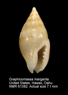 Graphicomassa margarita.jpg - Graphicomassa margarita(Reeve,1859)